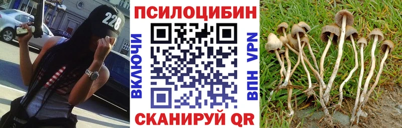 Купить закладки Дзержинский Галлюциногенные грибы Psilocybine cubensis